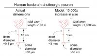 Relative Dimensions of a Human Cholinergic Neuron
