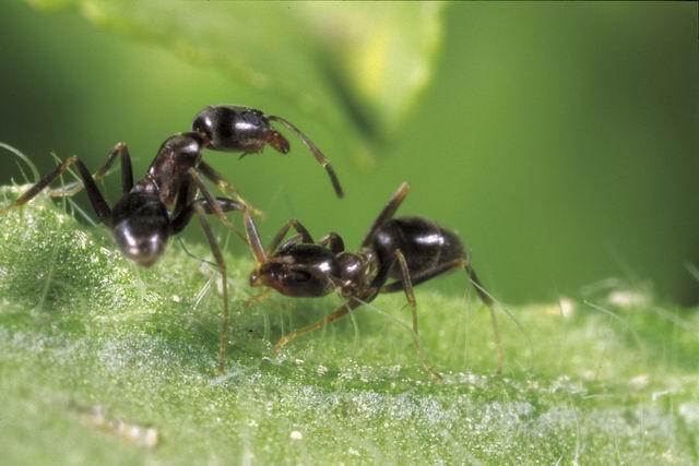 Argentine Ant Workers