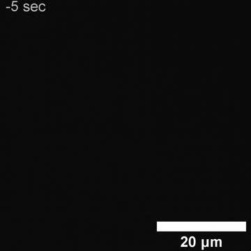 Understanding cellular responses to magnetic fields