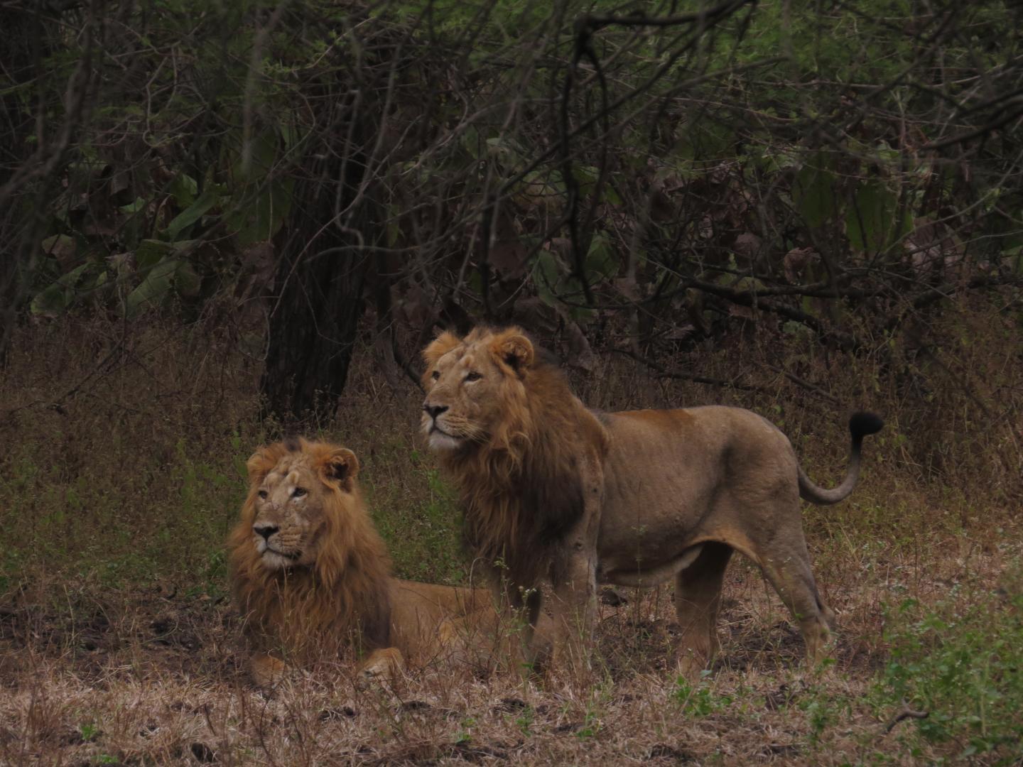 Improving Assessments of an Endangered Lion Population in India