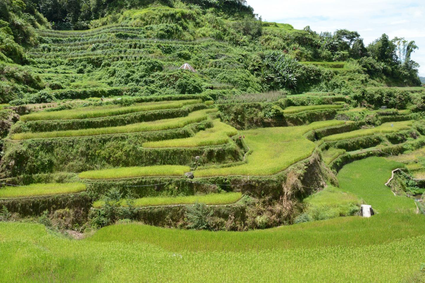 Kinakin Rice Terraces