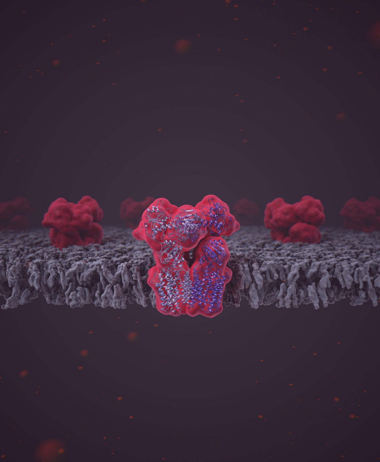 NNT in Membrane