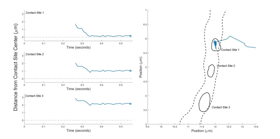 Single particle tracking-photoactivation localization microscopy (sptPALM) analysis shows how single organelle tether molecules behave before and after contact site interaction