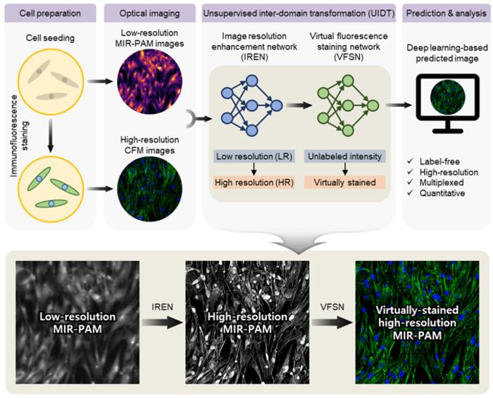 Explainable deep learning-based unsupervised inter-domain image transformation for virtually stained high-resolution mid-infrared photoacoustic microscopy