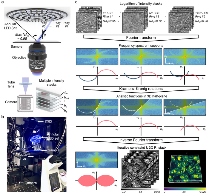 Transport of intensity diffraction tomography with non-interferometric synthetic aperture for three-dimensional label-free microscopy.