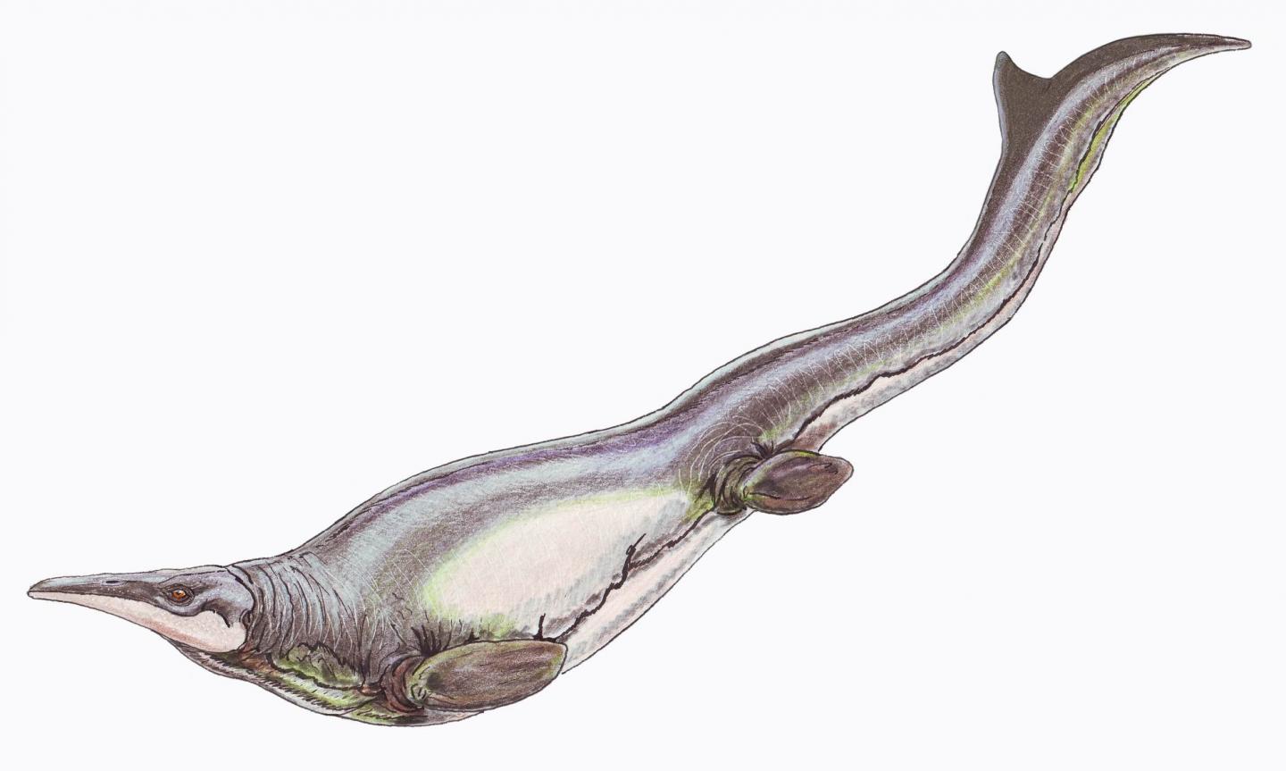 <i>Plotosaurus bennisoni</i>