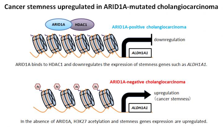 Cancer Stemness Upregulated in ARID1A-Mutated Cholangiocarcinoma