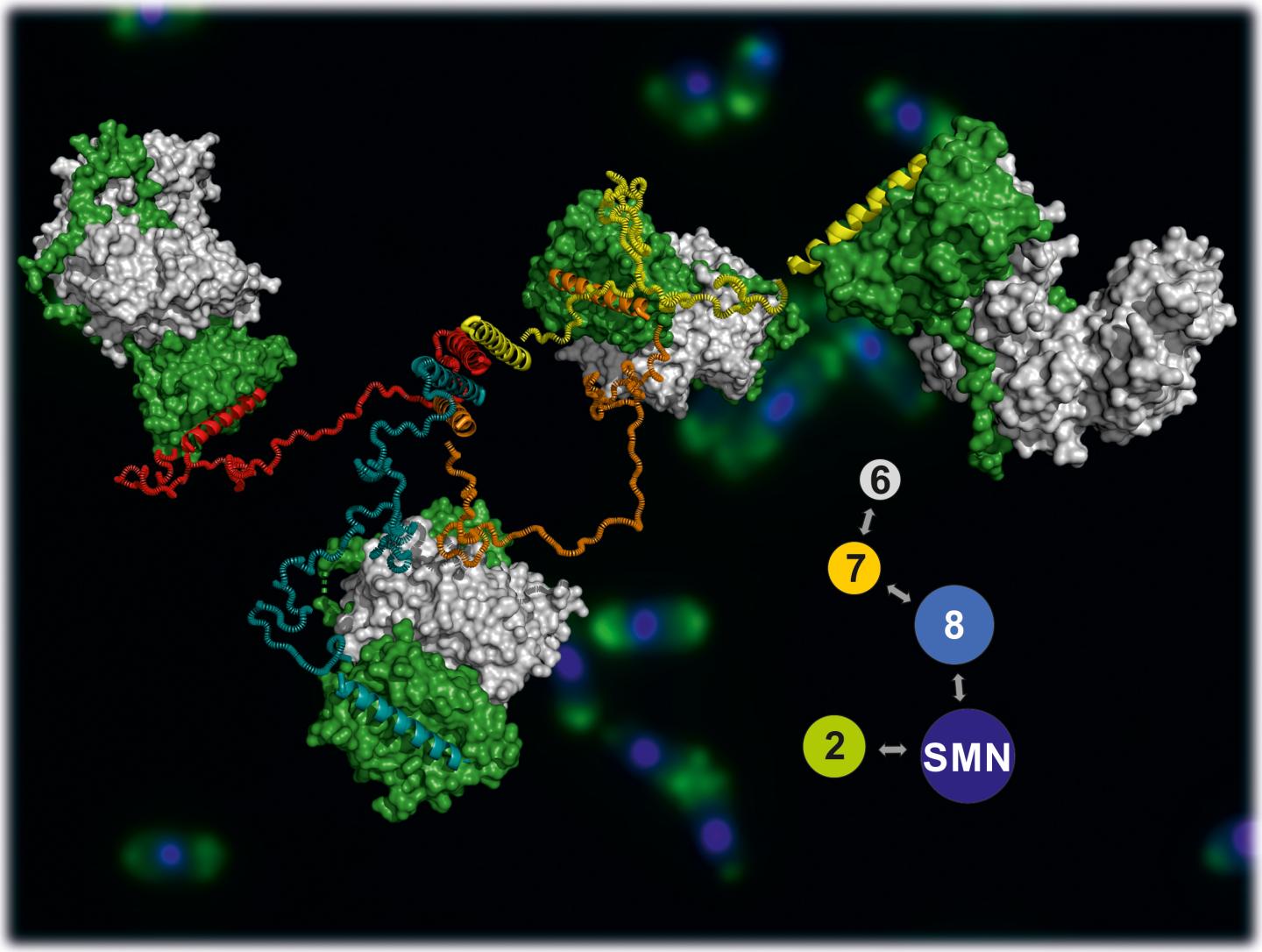 SMN Complex