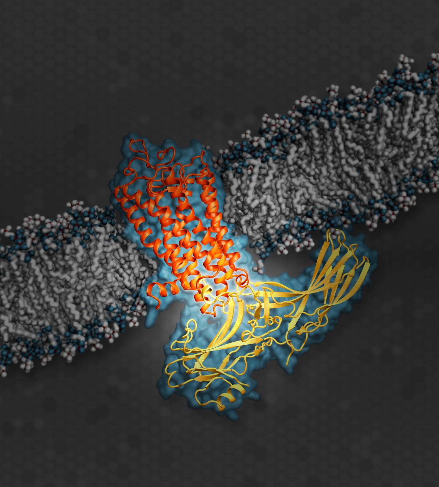 Illustration of Arrestin while Docked with Rhodopsin