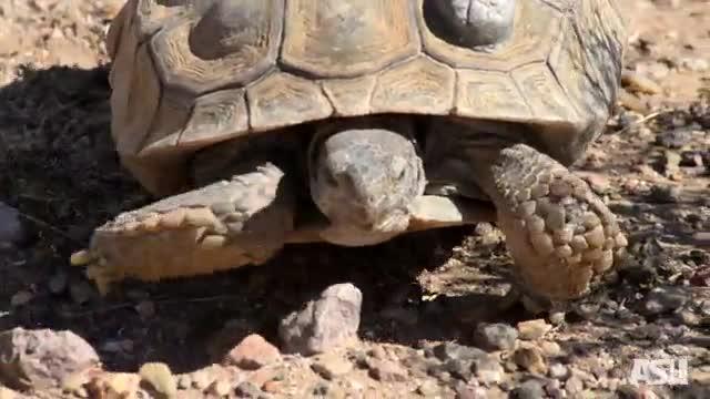 ASU Researchers Decode Desert Tortoise Genome