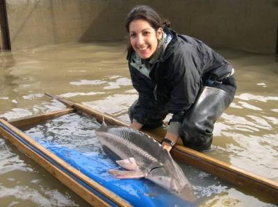 Track Caspian Sea Sturgeons