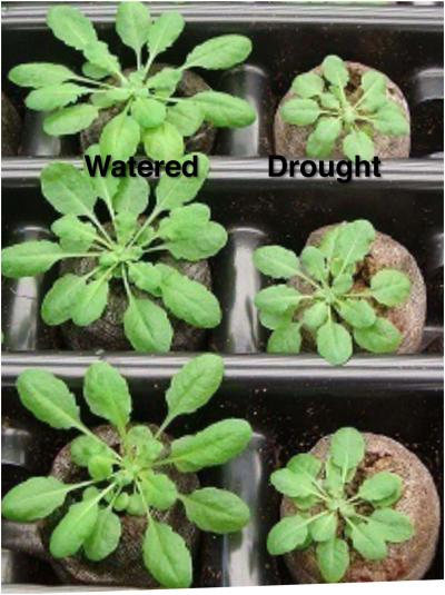 Plants Stressed by Drought