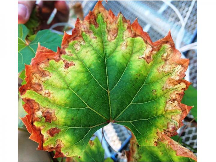 Grapevine Leaf Showing Signs of Pierce's Disease Damage