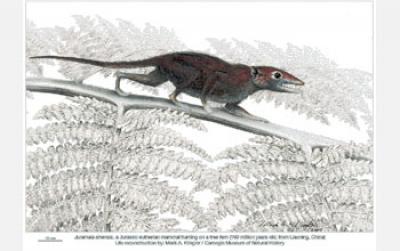 Illustration of the Nocturnal Mammal Juramaia