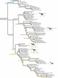 Evolutionary Tree of Pennaraptoran Theropods
