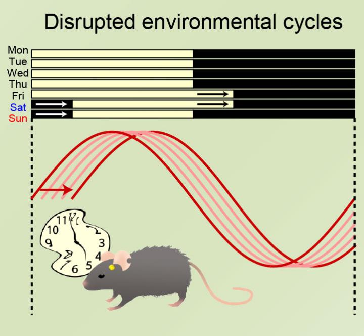 Light-Dark Cycle Disruption