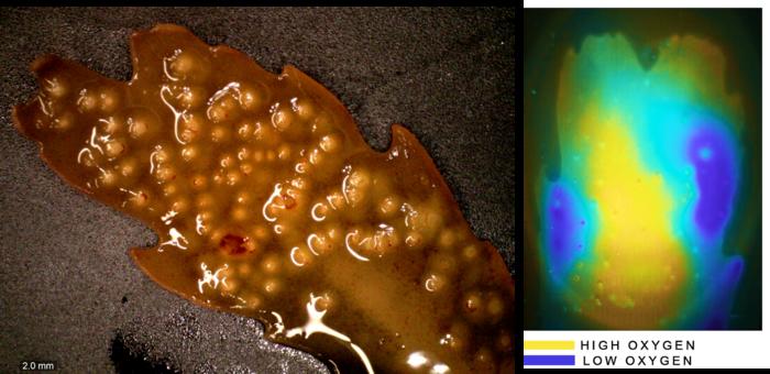 A specimen of the seaweed Fucus serratus and the oxygen concentrations on its surface.