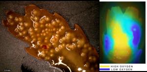 A specimen of the seaweed Fucus serratus and the oxygen concentrations on its surface.