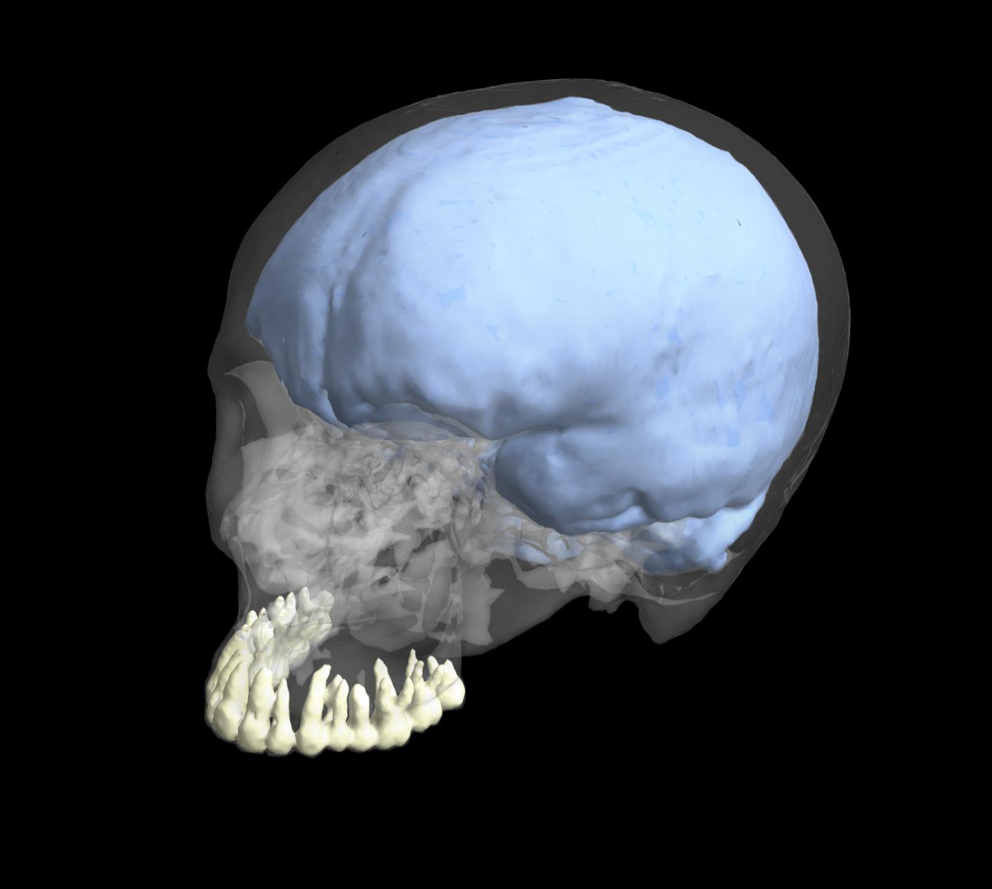Human Cranium
