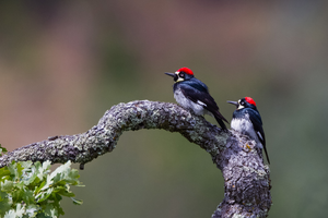 Male (left) and female (right) acorn woodpeckers.