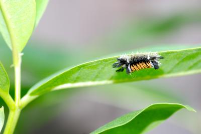 In Insect Evolution, Many Means to an End (7 | EurekAlert!