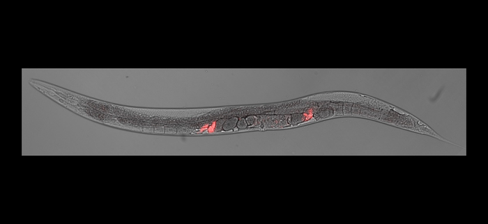 Hermaphrodite of the nematode C. elegans after mating with a male.