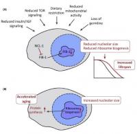 Nucleolus Size and Lifespan Regulation