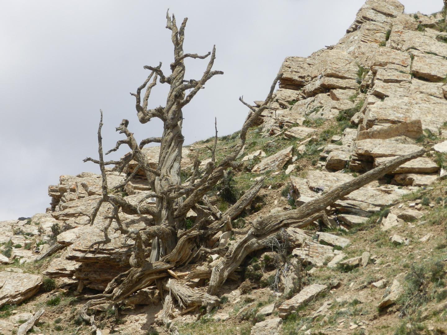 An old Qilian juniper tree