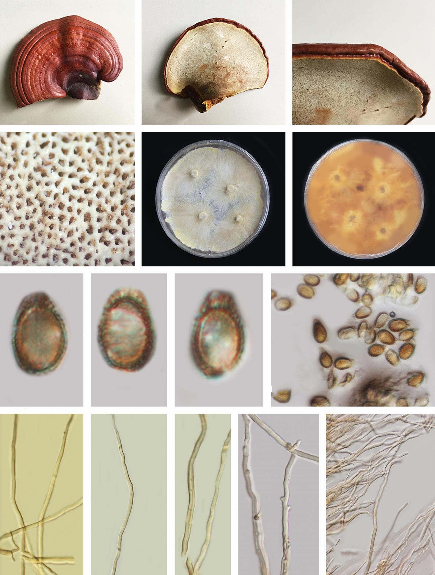 Micro -- and Macro Characteristics of the Lingzhi