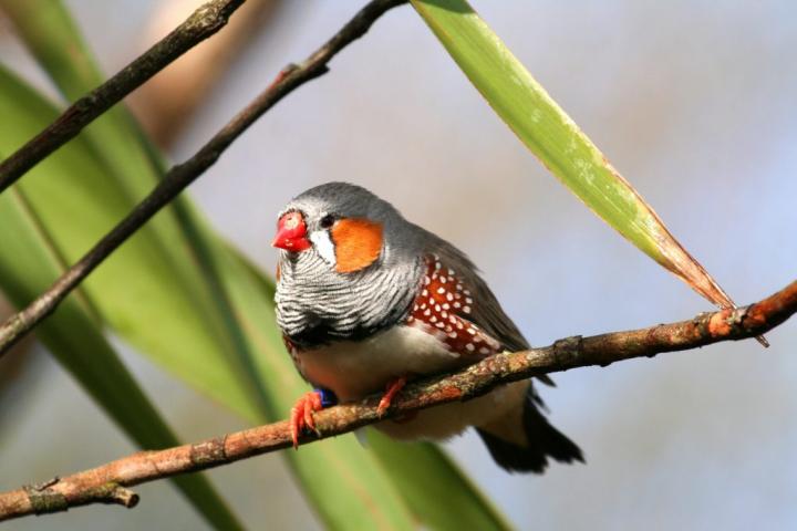 Zebra finch