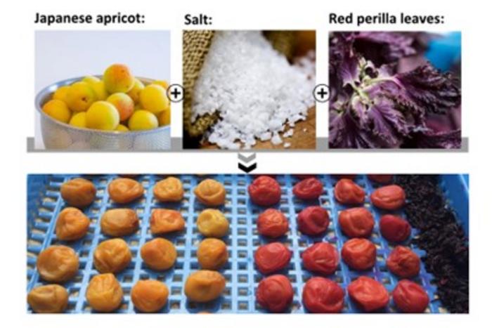 Comparison of Processing Components and Red-Colored Shiso-Zuke Umeboshi with Control Group.