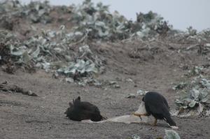 Two Striated Caracaras Playing With Plastic