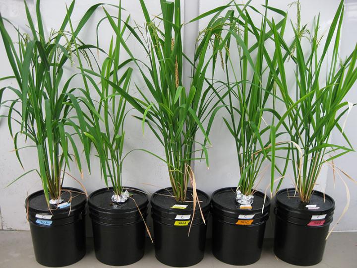 Rice Growing in Hydroponics [IMAGE] EurekAlert! Science News Releases