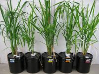Rice Growing in Hydroponics