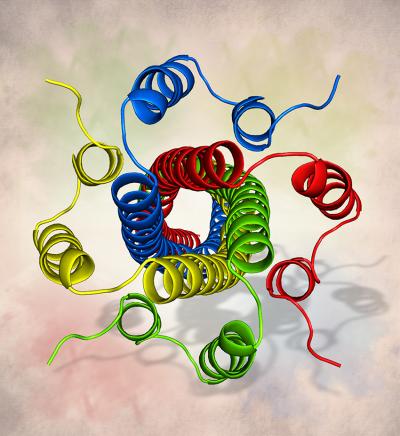 Crystal Structure of Nipah Virus Phophoprotein