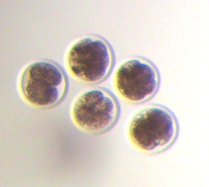 In vitro Fertilized Bovine Embryos