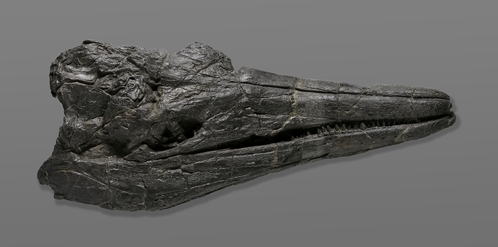 1_ichthyosaurSkull