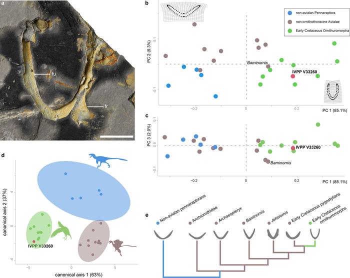 A possible Jurassic ornithuromorph furcula from the 150-million-yaer-old Zhenghe Fauna