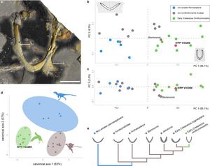 A possible Jurassic ornithuromorph furcula from the 150-million-yaer-old Zhenghe Fauna