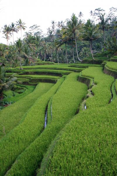 Terraced Rice Farm in Bali, Indonesia