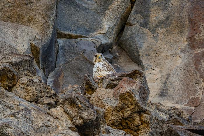 Adult Prairie Falcon peers down from a cliff