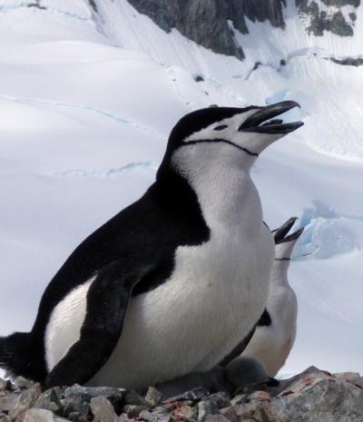 Chinstrap Penguin