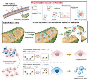 A schematic diagram, illustrating a groundbreaking study that specifically targets mitochondria within aging cells.