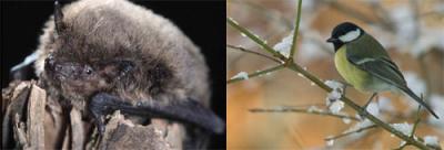 Great Tits Eat Bats in Times of Need