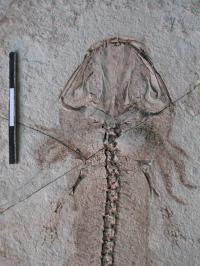 Fossil of the Salamander <i>Chunerpeton</i>