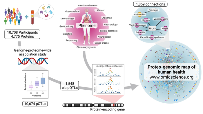 Mapping the proteo-genomic convergence of human diseases.