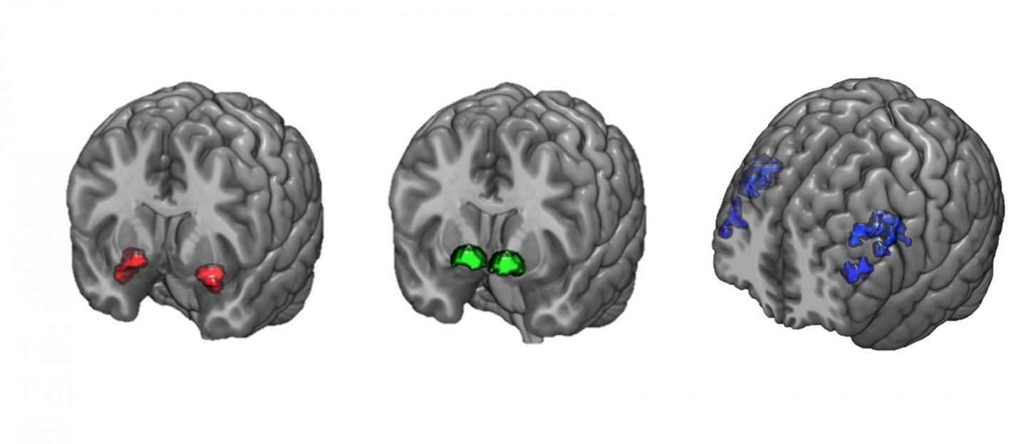 Amygdala, Ventral Striatum and Prefrontal Cortex