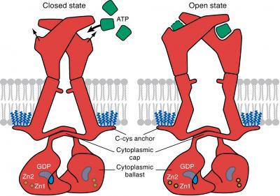 P2X7 Protein Receptor