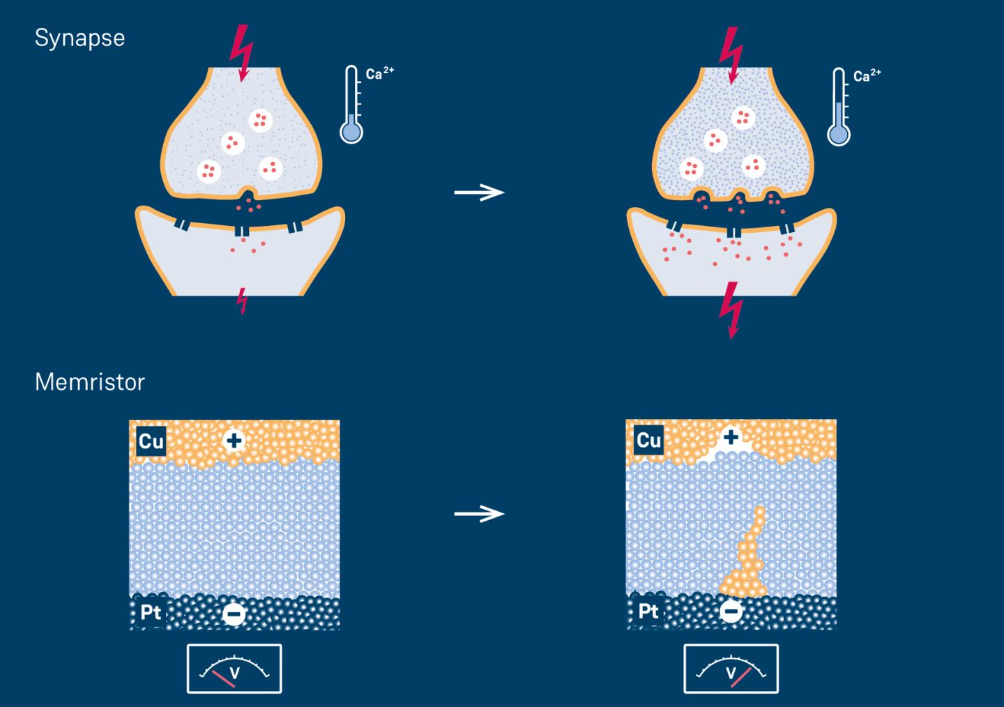 Memristor vs. synapse
