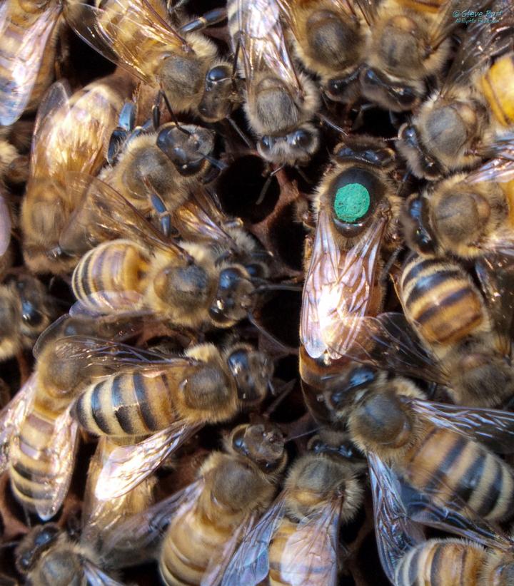 Queen Bees and the Microbial Fountain of Youth